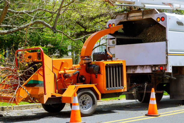 South Venice, FL Tree Removal and Landscaping Services Company